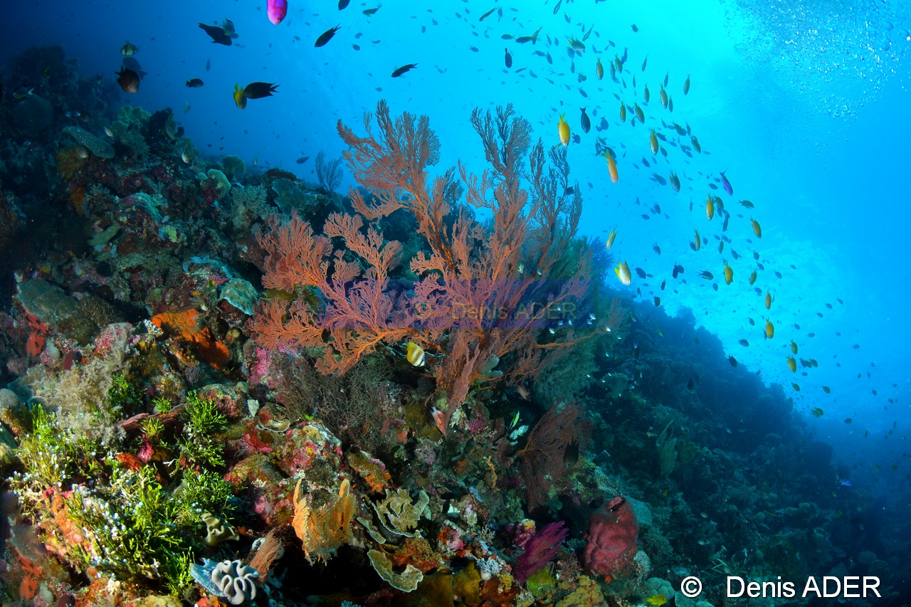 Melithaea ochracea-Ambiance-Wakatobi Sawa Cornucopia-23m-20180528-Denis-ADER-DSC_1464_tn.jpg